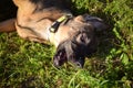 German shepherd puppy, who is lying in the nature. Royalty Free Stock Photo