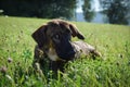 German shepherd puppy, who is lying in the nature. Royalty Free Stock Photo