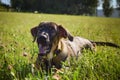 German shepherd puppy, who is lying in the nature. Royalty Free Stock Photo