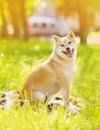 Summer photo happy dog Shiba Inu Royalty Free Stock Photo