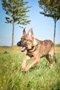 Summer photo of happy german shepherd puppy. Royalty Free Stock Photo