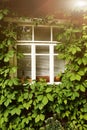 Summer photo of old house window with ivy plant Royalty Free Stock Photo