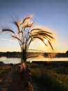 Summer photo at sunset: a bouquet of ears of corn in hand with the river on the background Royalty Free Stock Photo