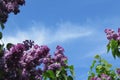 A fragrant lilac against the sky