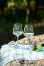 Summer picnic or wine tasting of white wine on vineyards in Lazio, Italy Royalty Free Stock Photo