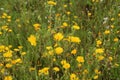 Picris hieracioides grows in the field like a weed