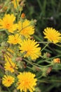 Picris hieracioides grows in the field like a weed