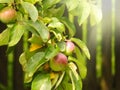 Summer picture of apples on a branch Royalty Free Stock Photo