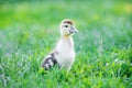 Summer Picture Of A Cute Duckling Walking In A Summer Garden