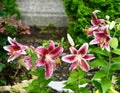 Lily Oriental Colorado