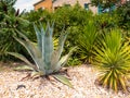 Summer picture with one big agave in a garden