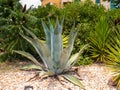 Summer picture with one big agave in a garden