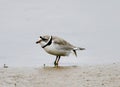 An Endangered Piping Plover on Montrose Beach #2