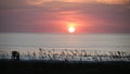 Rising Sun Over Sea Oats Royalty Free Stock Photo