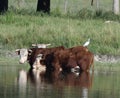 Three Herefords in a Pond Royalty Free Stock Photo