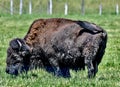 A Wet Adult Bison At Fermi Lab #2