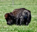 A Wet Adult Bison At Fermi Lab #4