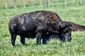 A Wet Adult Bison At Fermi Lab #5