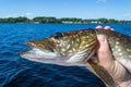 Summer pike fish portrait Royalty Free Stock Photo