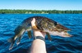 Summer pike trophy Royalty Free Stock Photo