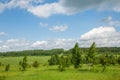 Summer pine birch great landscape Royalty Free Stock Photo