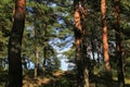 Summer pine forest landscape Royalty Free Stock Photo
