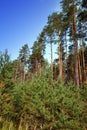 Summer pine forest Royalty Free Stock Photo