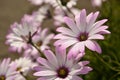 Summer pink camomiles flower bush. Garden live flowers Royalty Free Stock Photo