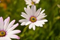 Summer pink camomiles flower bush. Garden live flowers Royalty Free Stock Photo