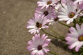 Summer pink camomiles flower bush. Garden live flowers Royalty Free Stock Photo