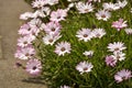 Summer pink camomiles flower bush. Garden live flowers Royalty Free Stock Photo