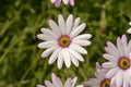 Summer pink camomiles flower bush. Garden live flowers Royalty Free Stock Photo