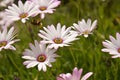 Summer pink camomiles flower bush. Garden live flowers Royalty Free Stock Photo