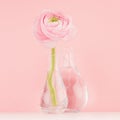 Summer pink decor for home with buttercup flowers - pastel bouquet in exquisite glass vase on white wood table, soft light.