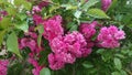 Summer Pink Flowers Closeup. Natures Colors