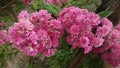 Summer Pink Flowers Closeup. Natures Colors