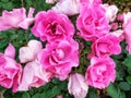 Summer. Pink rose. Background. Royalty Free Stock Photo