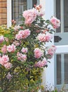 Summer pink roses flowers pretty plants romantic romance bush garden Royalty Free Stock Photo