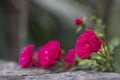 Summer pink roses in a stone wall Royalty Free Stock Photo