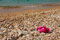 Summer pink Shoes for kids, Children`s slippers, beach fashion for baby, Colorful of Sandals shoes for girl on beach Royalty Free Stock Photo