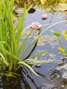 Summer. pink waterlily in a pond Royalty Free Stock Photo