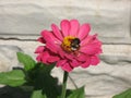 Pink zinnia and a bumblebee Royalty Free Stock Photo