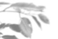 Summer plant shadow background. Shadow of an exotic plant on a white wall. White and black for superimposing a photo or