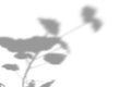 Summer plant shadow background. Shadow of the flower of happiness milkweed on the white wall. White and black for of geranium a