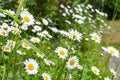 White daisies on green background Royalty Free Stock Photo