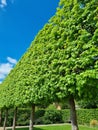 Summer pleached green trees