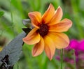 Dahlia mignon, happy single kiss