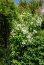 Fragrant mock orange shrub in bloom Royalty Free Stock Photo