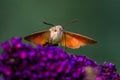 Summer poetic photo. Hummingbird hawk-moth floats around flowering summer lilac