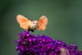 Summer poetic photo. Hummingbird hawk-moth floats around flowering summer lilac